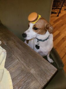 Dog with a burger on his head